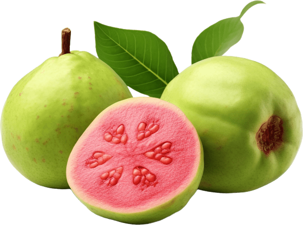 Natural ingredient Guava Fruit used in Synadentix formula to support dental health.