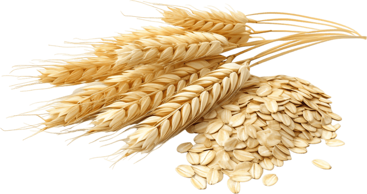 Natural ingredient Beta-Glucanase used in Synadentix formula to support dental health.